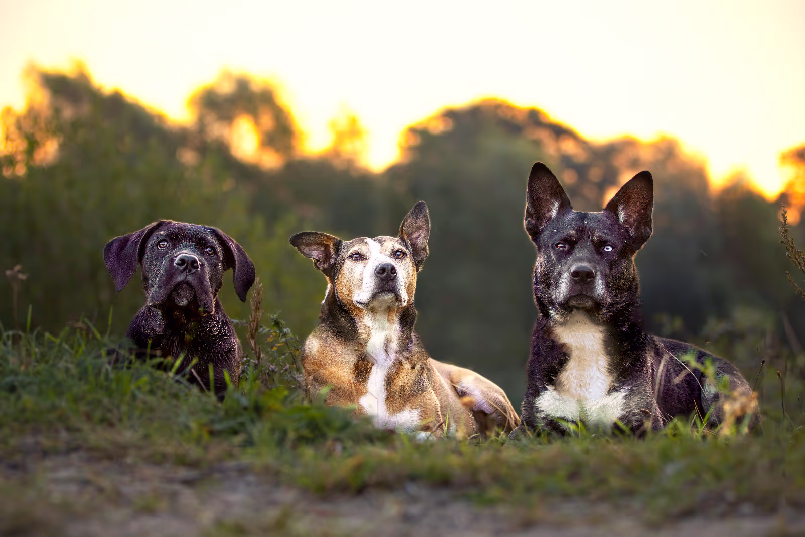 Drei Hunde liegen nebeneinander im Gras