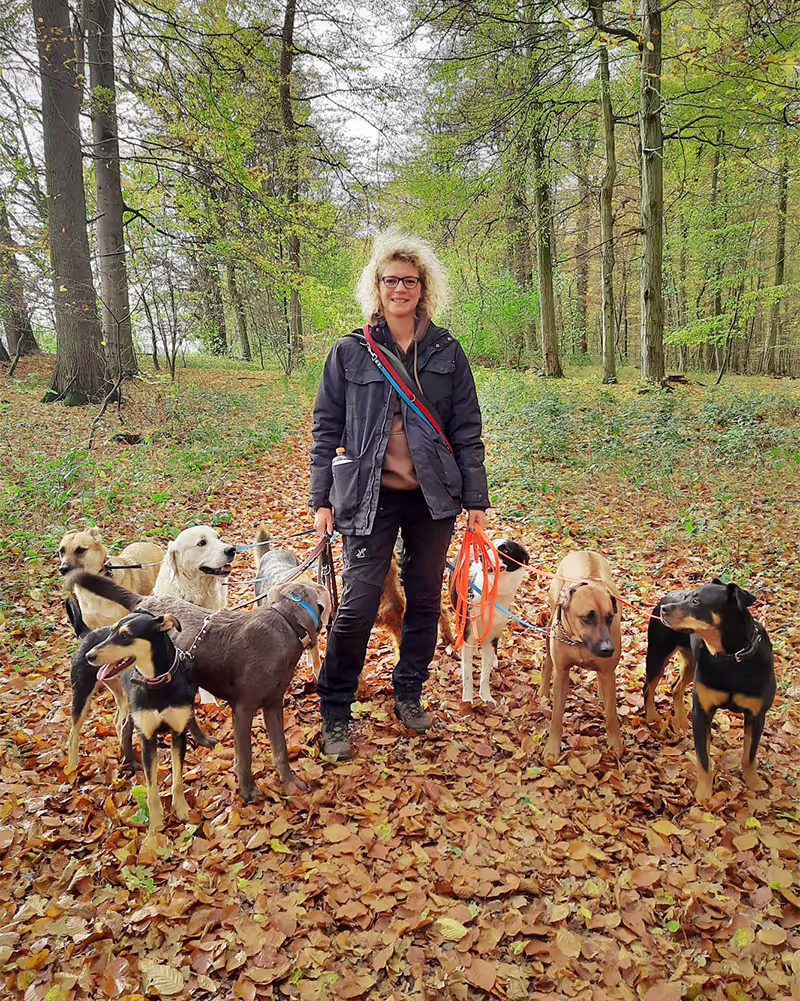 Gassirunde mit Hunden im Wald