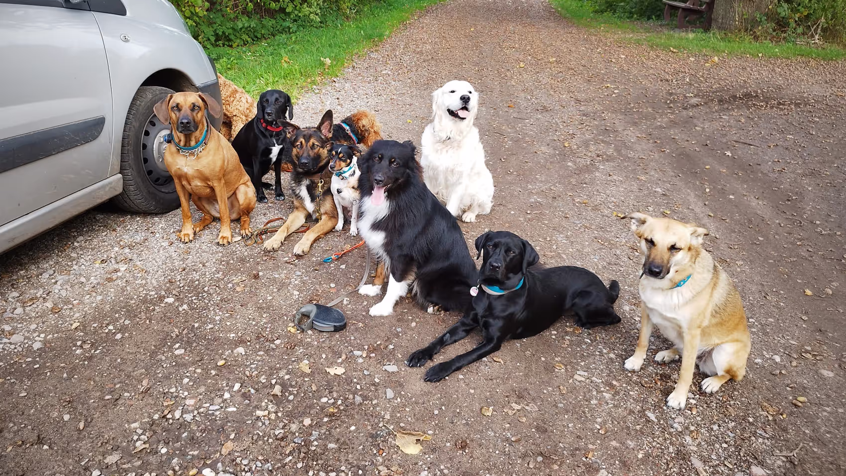 Gassihunde warten auf ihre Runde