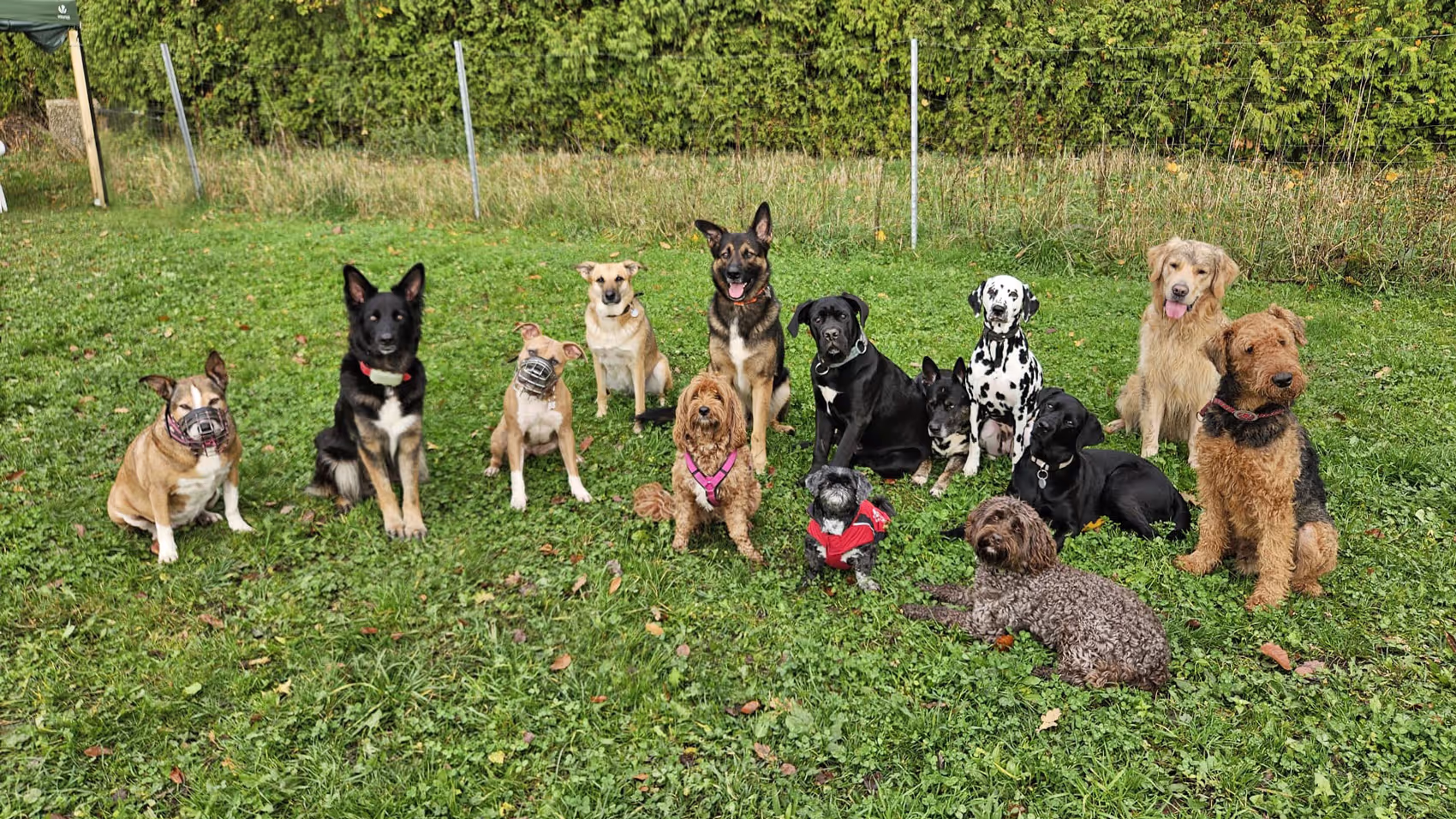 Gruppenfoto von Hunden bei Tinas bunte Hunde