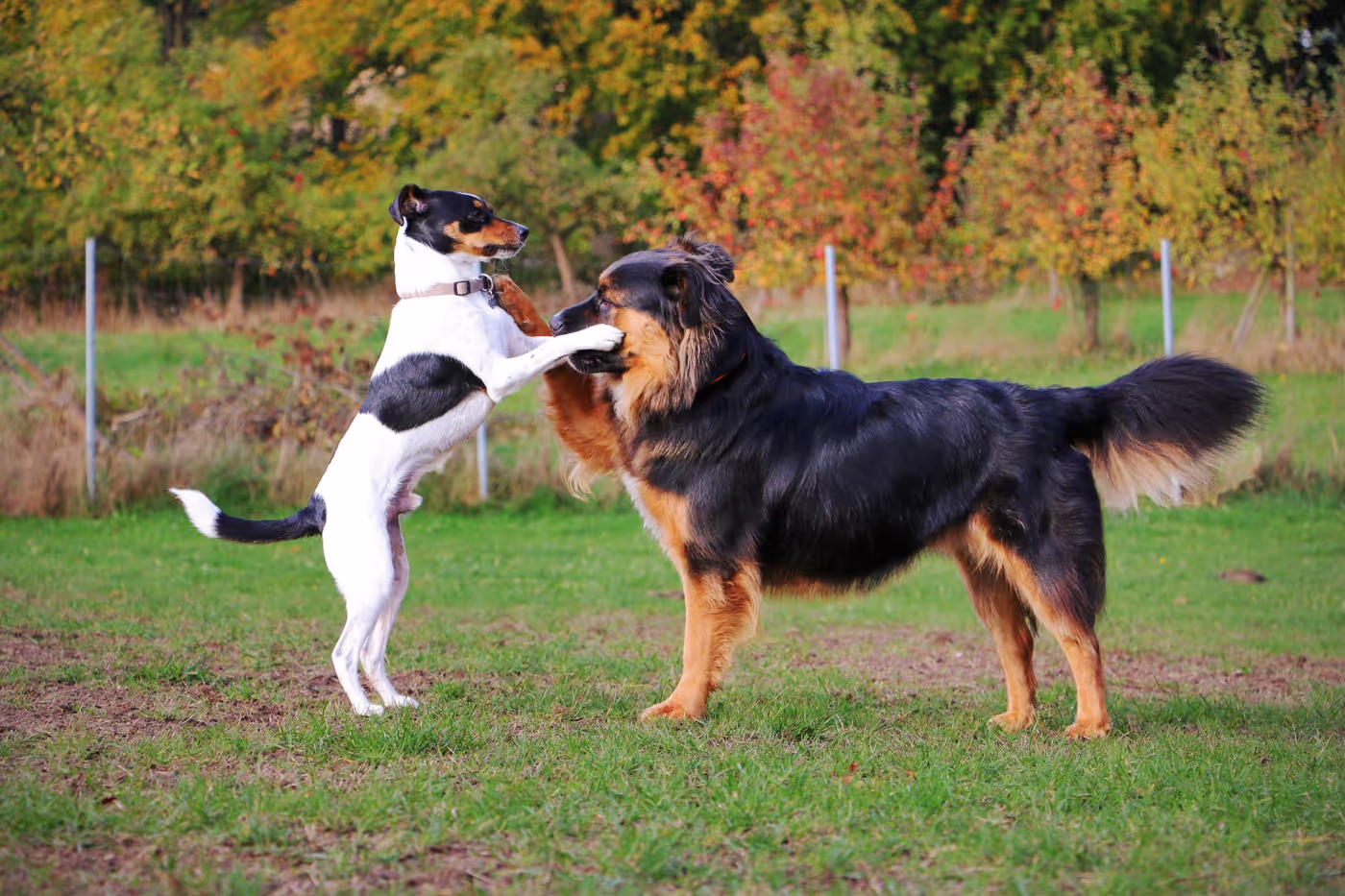 Zwei Hunde im Kommunikationskurs