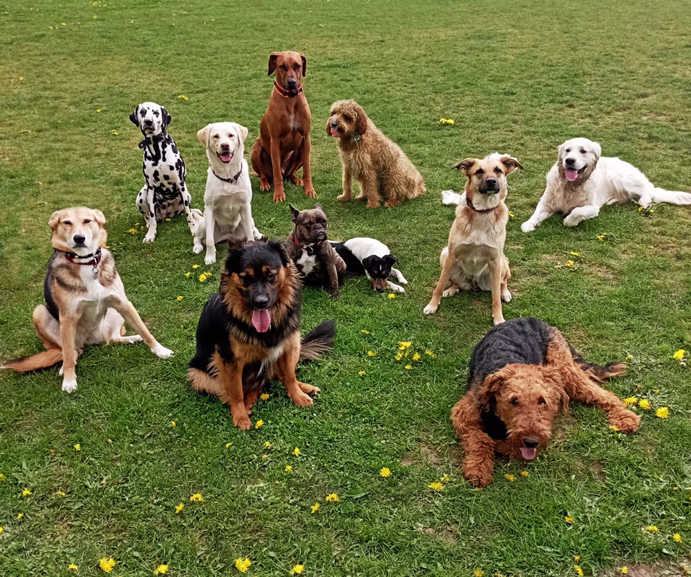Hunde auf einer Wiese während einer Gruppenstunde